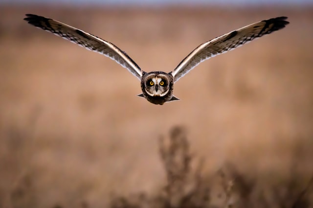 owl