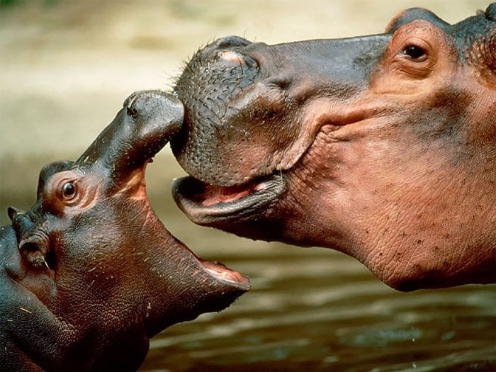 18 Cute Hippo Baby Images With Some Cool Facts