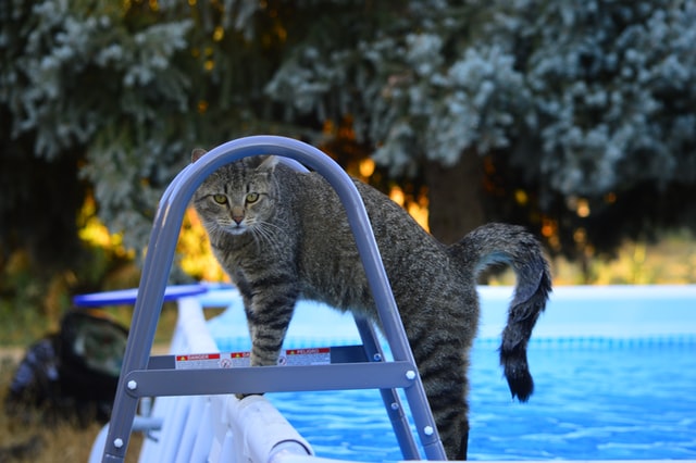 23 Extremely Funny Images Of Soaked Wet Cats To Laugh At