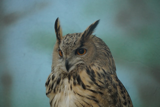 eagle owl