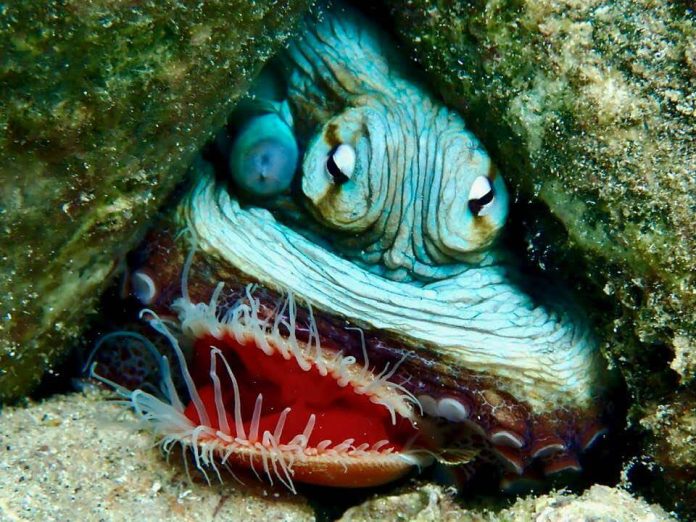 mouth of an octopus