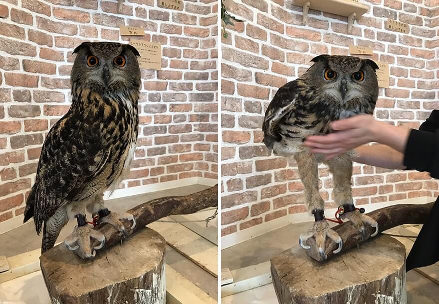 owl legs