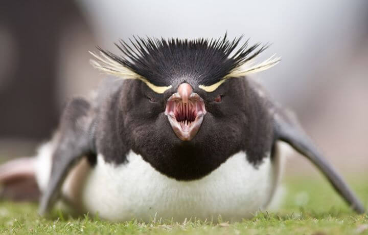 The Inside Looks Of A Penguin Mouth Will Creep You Out