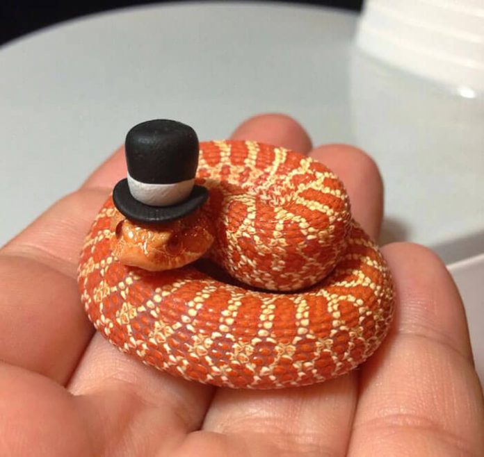 snake with a hat