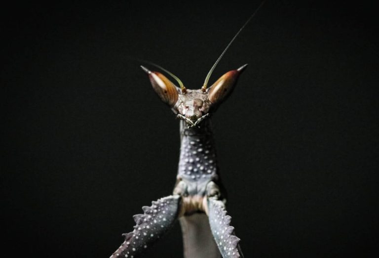 Cat Eye Mantis: Everything You Want To Know About Them