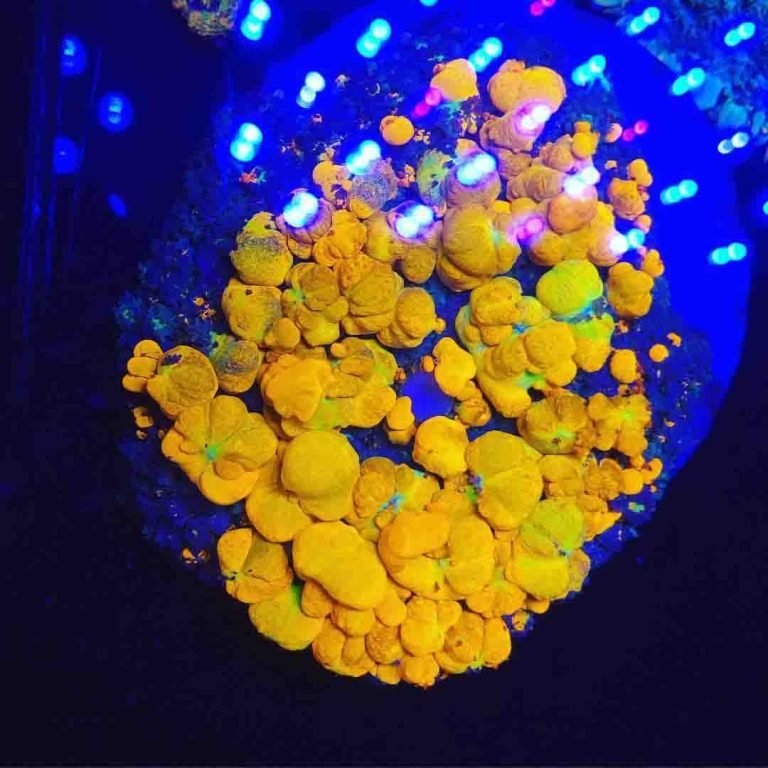 OG Bounce Mushroom Care, Information And Pricing