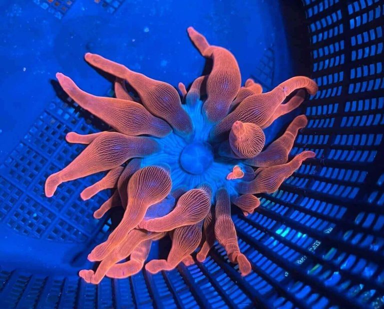 Black Widow Anemone: Information, Pricing, And Care Guide