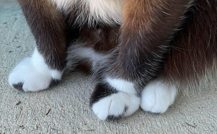 16 Of The Cutest Cat Cankles Every Cat Owner Will Admire