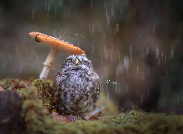 owl under a mushroom