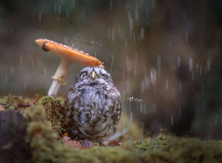 Tiny Owl Under A Mushroom Images That Went Viral (10 Pics)