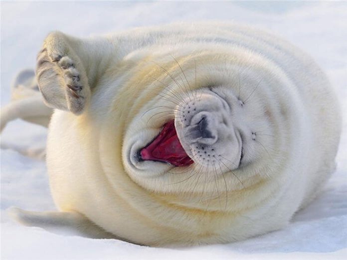 seal laughing