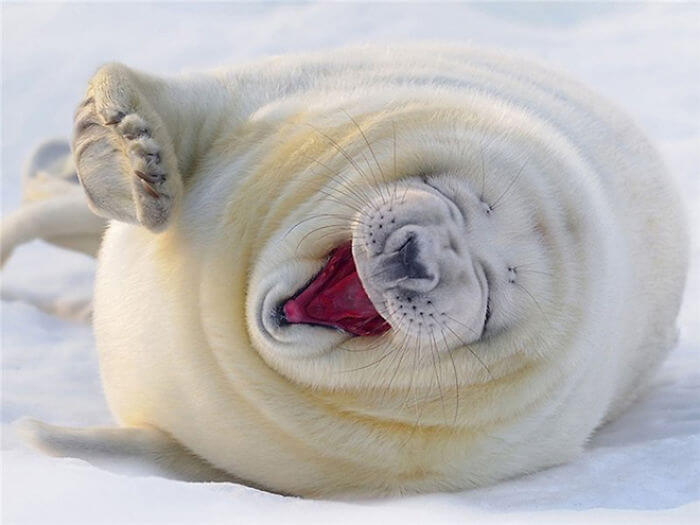 18 Of The Funniest Seal Laughing Images On The Internet!