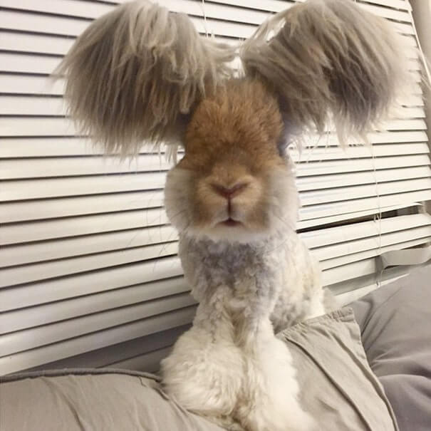 Meet Wally, The Famous Wing Eared Bunny
