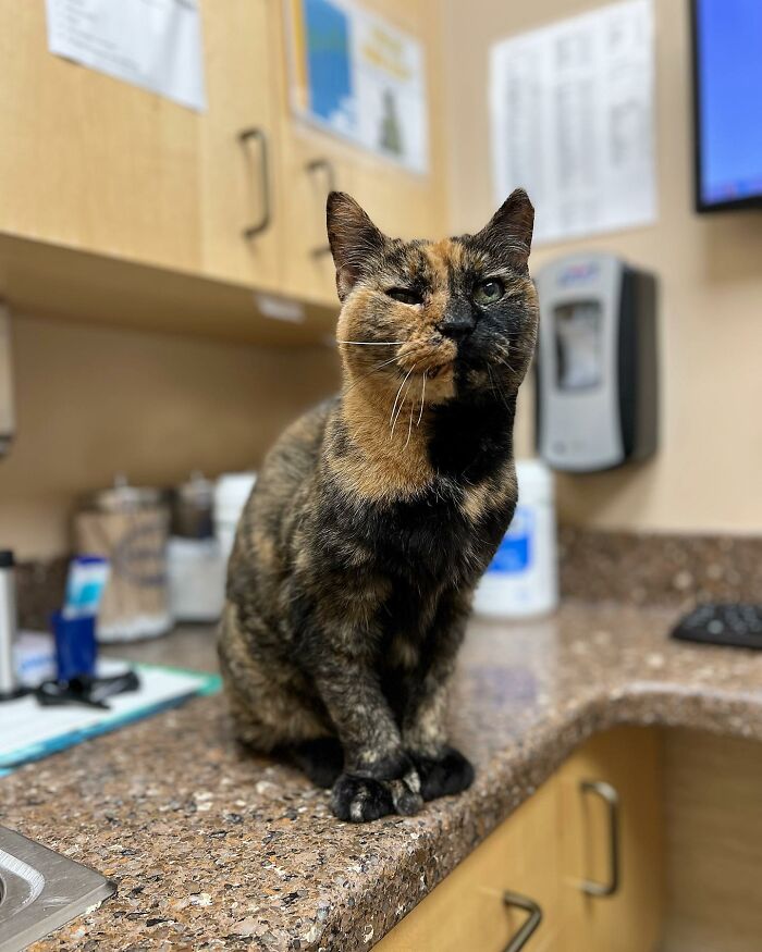 Meet Polly the elderly cat abandoned at a shelter who found a loving home Interview 65d8935625009 700