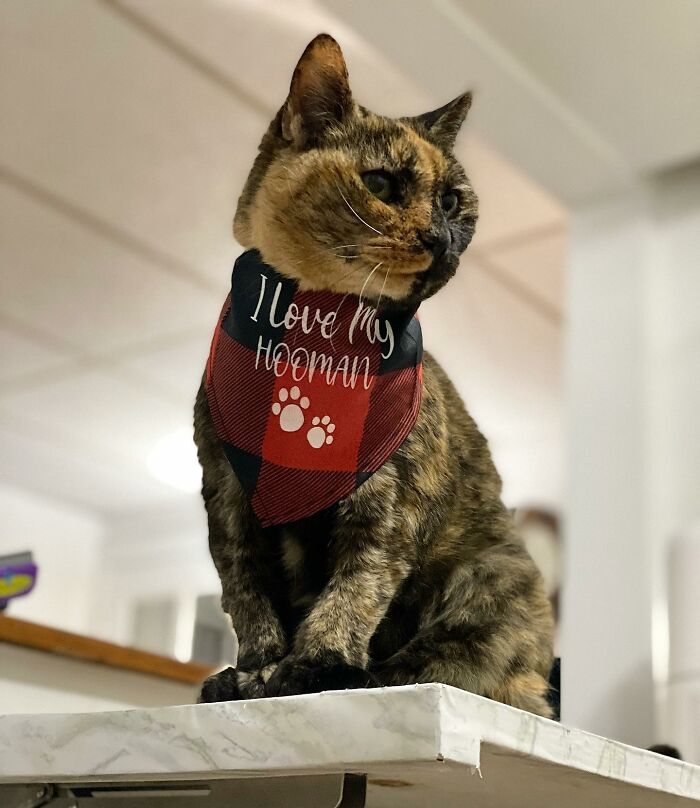 Meet Polly the elderly cat abandoned at a shelter who found a loving home Interview 65d8935bdf5ee 700