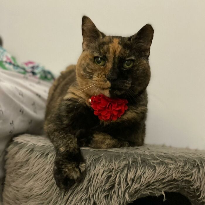 Meet Polly the elderly cat abandoned at a shelter who found a loving home Interview 65d89360654d1 700