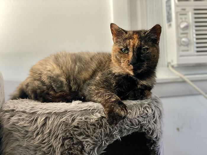 Meet Polly the elderly cat abandoned at a shelter who found a loving home Interview 65d8936d2fce2 700
