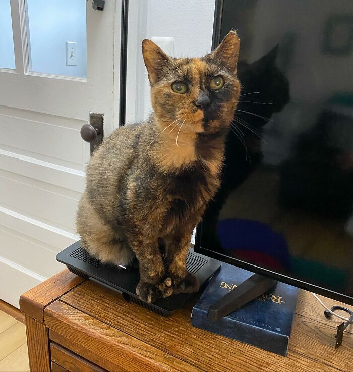 Meet Polly the elderly cat abandoned at a shelter who found a loving home Interview 65d8936f58f0c 700