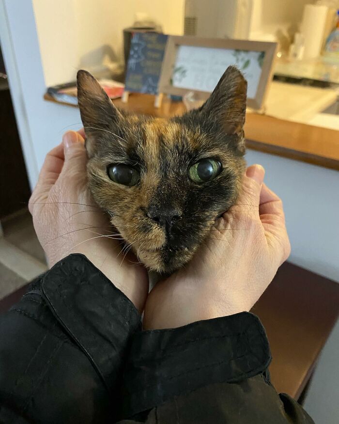 Meet Polly the elderly cat abandoned at a shelter who found a loving home Interview 65d8937cab8f4 700