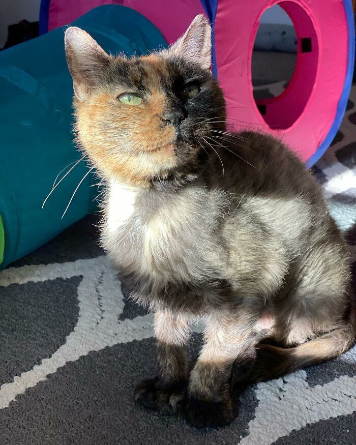 Meet Polly the elderly cat abandoned at a shelter who found a loving home Interview 65d8937fb8214 700